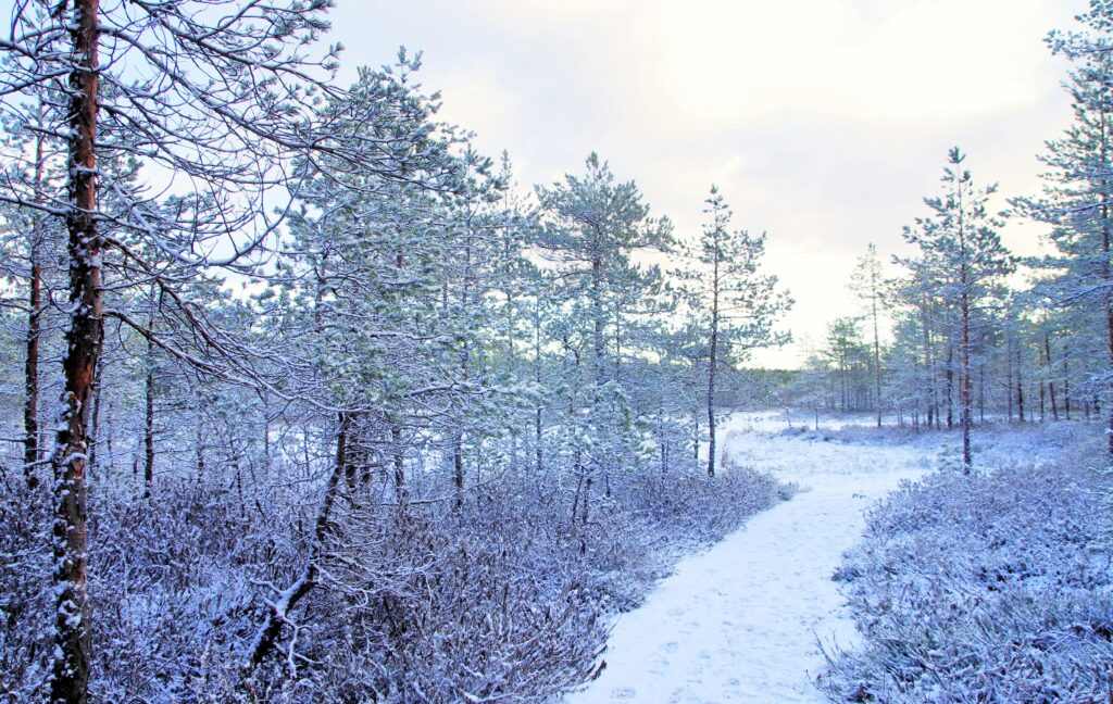 Talvella ulkoilu aloittelijalle – helppo talvinen metsäpolku