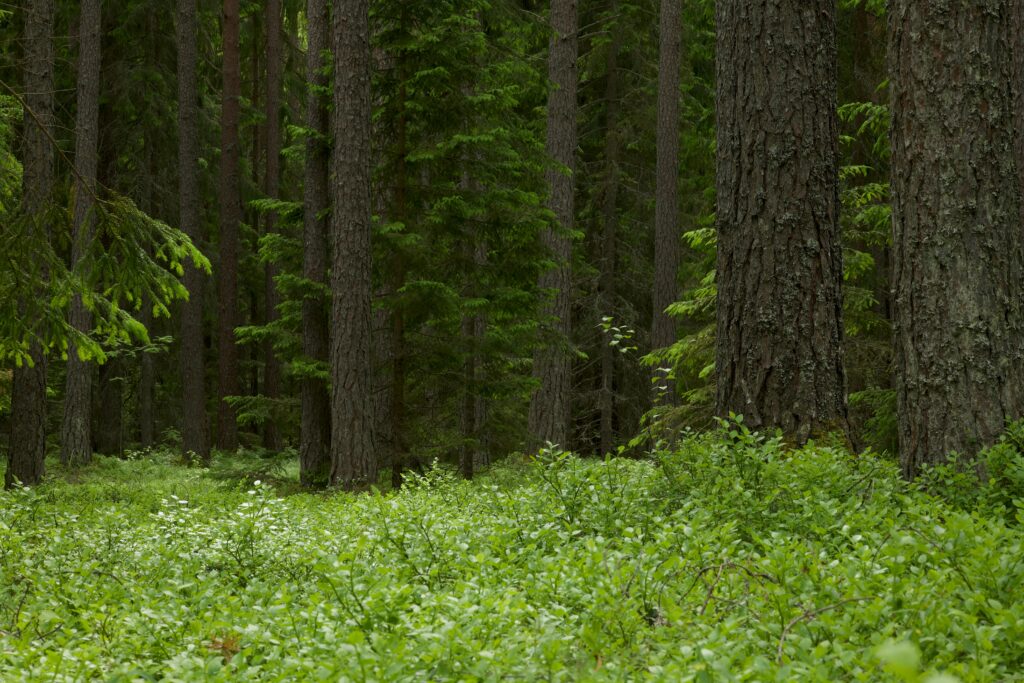 Punkit ulkoillessa - Kosteaa ja varjoisaa metsänpohjaa, jossa punkit viihtyvät.