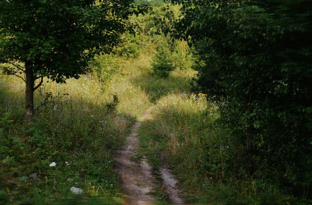 Kesäinen metsäpolku, jossa punkkien aktiivisuus on suurimmillaan.